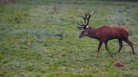 Le chasseur n'a pas vu le cerf foncer sur lui (photo d'illustration).