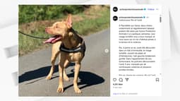 Le propriétaire des chiens Rio et Cardi a été condamné le 5 septembre à 6 mois de prison ferme, la saisie des chiens et l'interdiction de détenir un animal pendant 10 ans. 