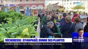 Sécheresse: Saint-Raphaël donne ses plantes