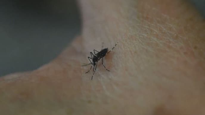 La ministre de la Santé a fait état de "plus de 1.000 cas suspects" touchés par le virus Zika en Guyane.