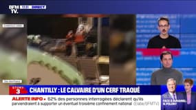 Story 2 : Le calvaire d'un cerf traqué à Chantilly - 13/01