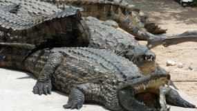 Des crocodiles du Nil (Photo d'illustration)