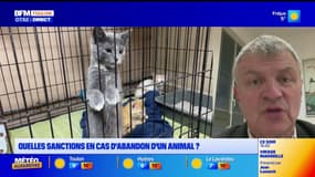 Animal cadeau : plus d'abandons après les fêtes ? On en parle avec l'invité de Bonjour le Var