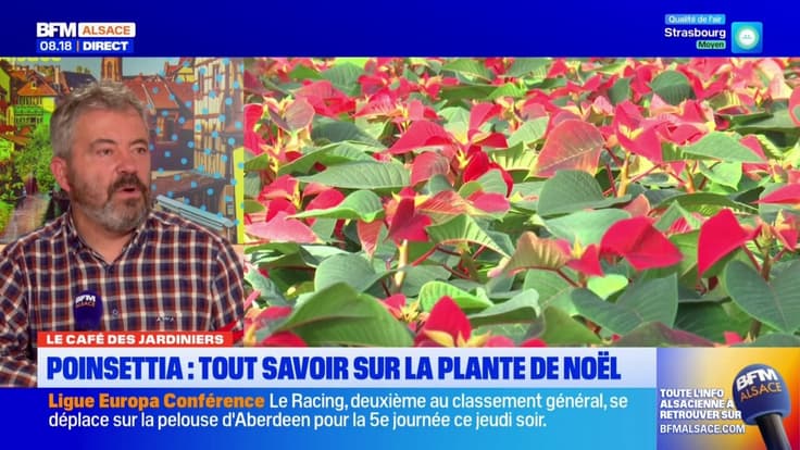 Le Café des Jardiniers: "Poinsettia", la plante de Noël