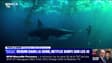 Requin dans la Seine, Netflix surfe sur les JO - 02/06