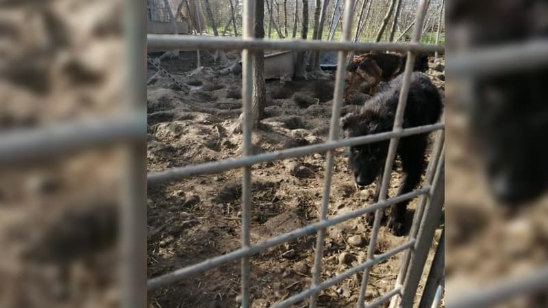Un chien saisi dans un élevage de L'Escale (Alpes-de-Haute-Provence) le mercredi 20 mars en raison de soupçons de maltraitances animales.
