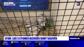 Lyon: les trois cygnes blessés le 17 octobre dernier sont sauvés 