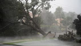 Un arbre arraché par l'ouragan Ian en Floride