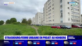 Strasbourg: une ferme urbaine doit voir le jour au Hohberg