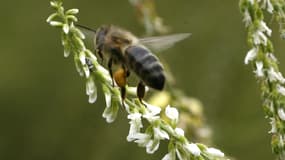 Les apiculteurs subissent des pertes moyennes de 30% de leurs cheptels en hiver et ces chiffres ont augmenté cette année.
