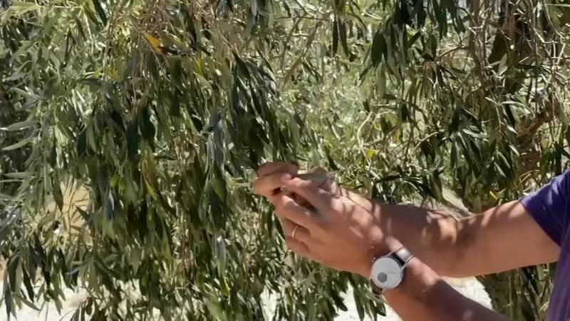 "Une année fichue": une maigre récolte d'olives dans les Alpes-Maritimes à cause de la sécheresse