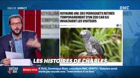 « Les 3 histoires de Charles Magnien » : Des perroquets retirés d'un zoo à cause de leurs insultes et ce que les hommes attendent d'un premier rencard - 01/10