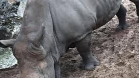 Des tags découverts sur le dos d'un rhinocéros au zoo de la Palmyre