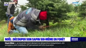 Bas-Rhin: des Alsaciens coupent eux-mêmes leur sapin en forêt