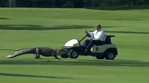 Un alligator sur le green