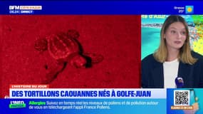 L'histoire du jour @ValentineBrvt : des tortillons caouannes nés à Golfe-Juan