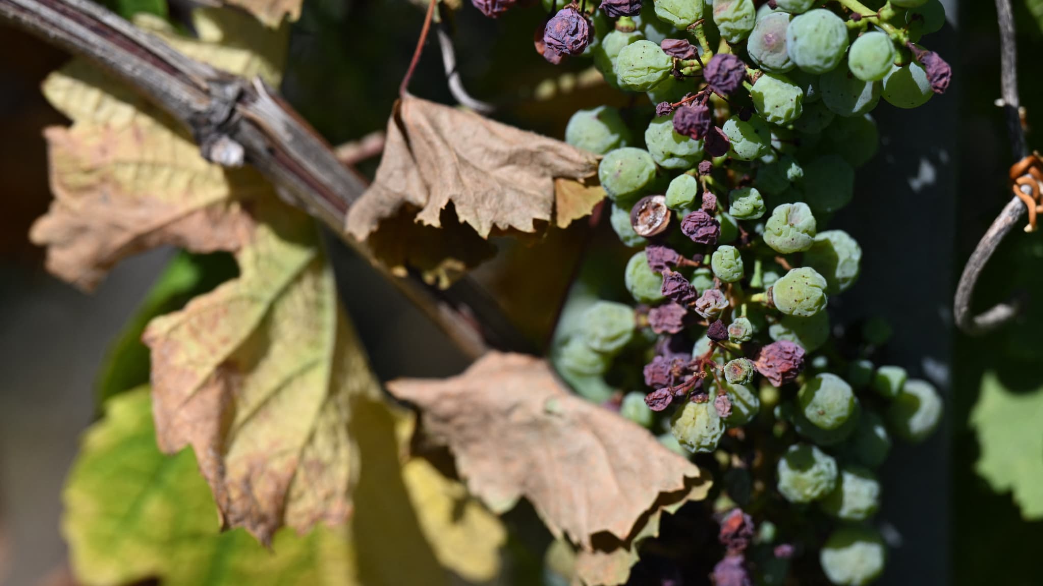 Des grains de raisin asséchés par la chaleur, à Wettolsheim, en Alsace, en France, le 10 août 2022