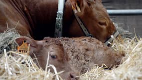 Le Salon de l'Agriculture ouvre ses portes au public samedi 23 février, jusqu'au 3 mars. 700 000 visiteurs sont espérés cette année.