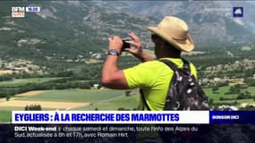 Eygliers: à la recherche des marmottes