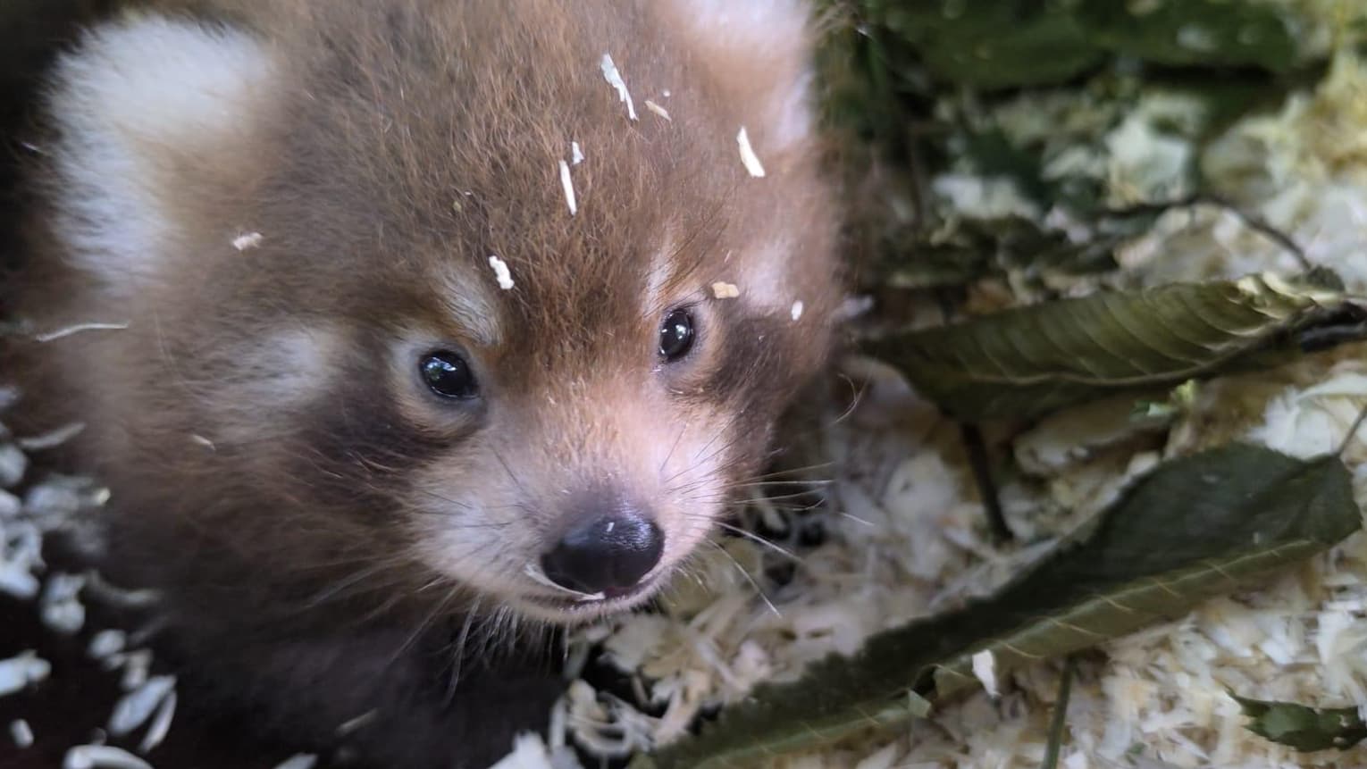 L'un des deux pandas roux nés le 22 juin dernier au Parc Merveilleux. L'un des deux pandas roux nés le 22 juin dernier au Parc Merveilleux.