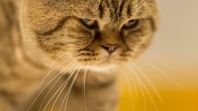 Un chat - Image d’illustration 
