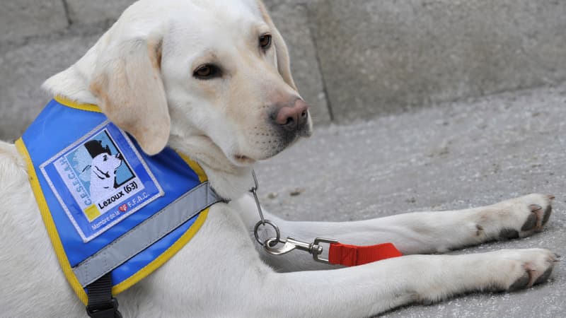 Les chiens d'aveugle ou d'assistance ont accès à tous les lieux et transports ouverts aux publics. (Photo d'illustration)