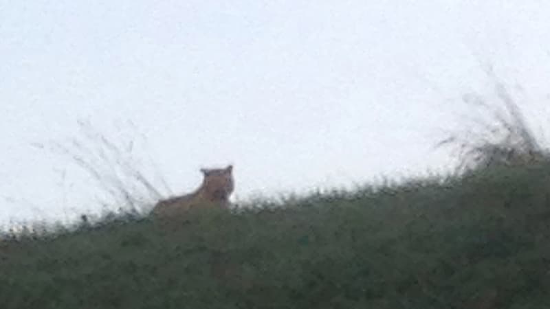 Le tigre aperçu jeudi en liberté en région parisienne n'a toujours pas été retrouvé.
