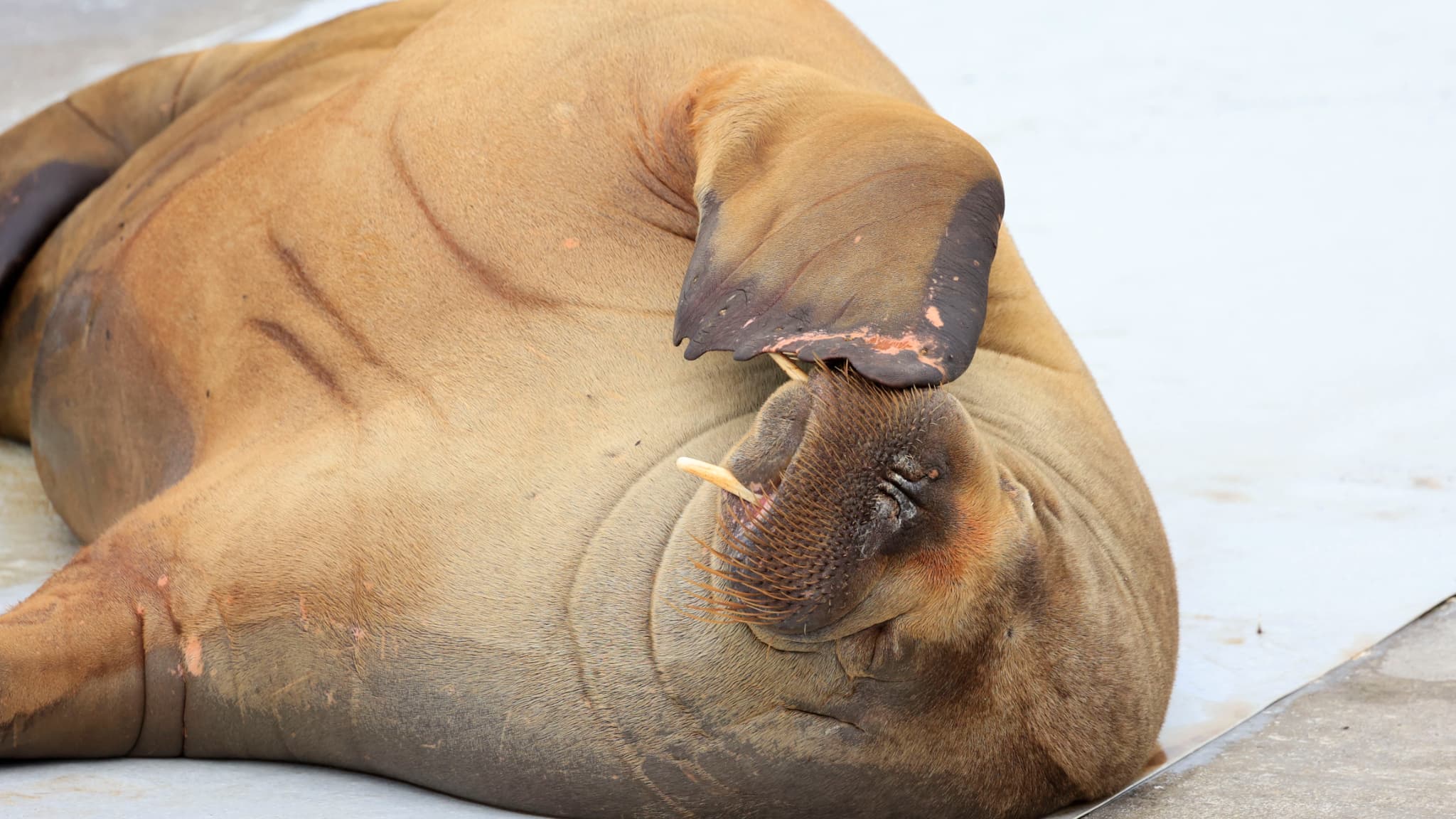 A walrus dies of bird flu in the Arctic – a first for this mammal species