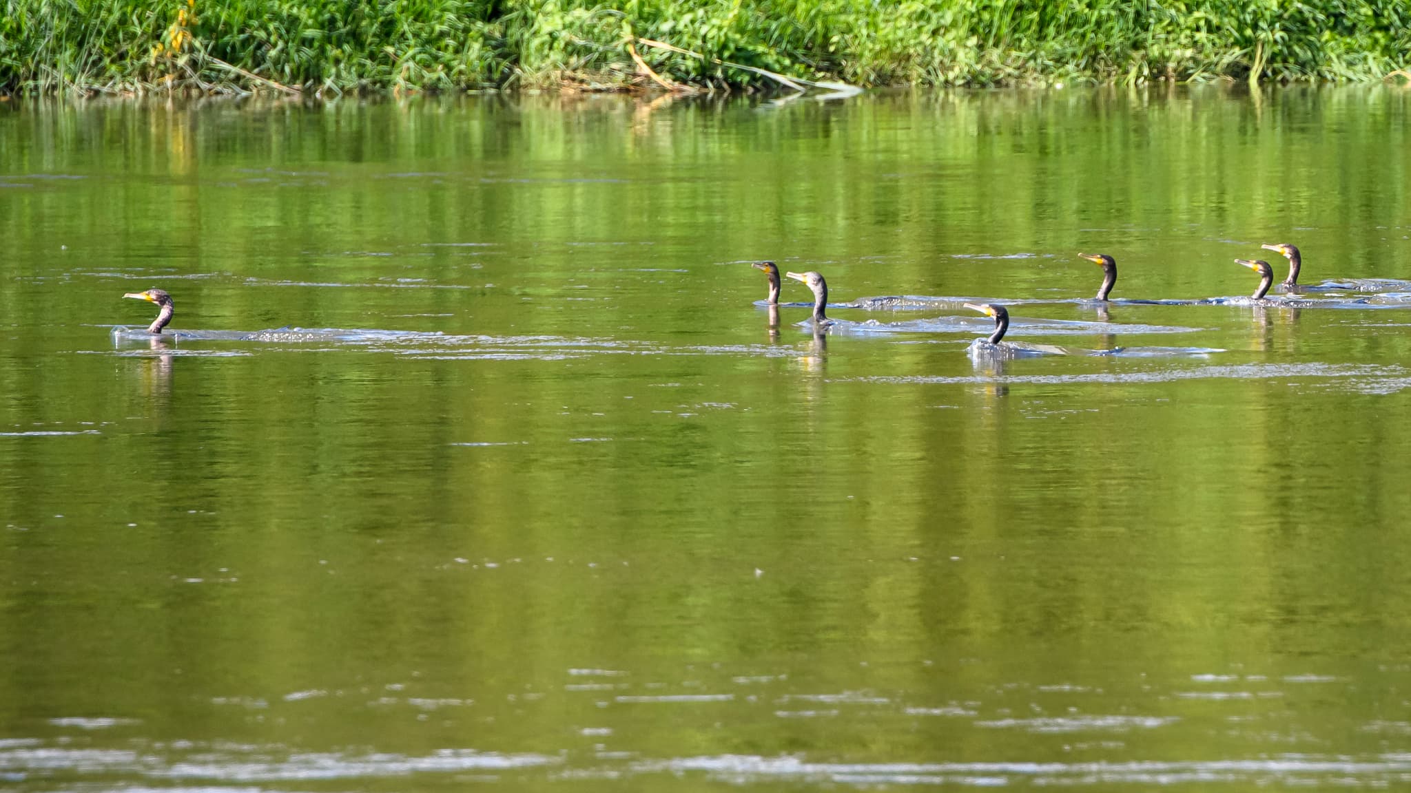 Des cormorans sur la Moselle à Argancy, dans le nord-est de la France, le 12 septembre 2024. (Photo d'illustration)