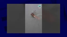 Les images d'un cerf traqué à Pont-Sainte-Maxence
