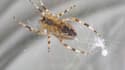 Plus de 10% des araignées françaises sont menacées de disparition (illustration)