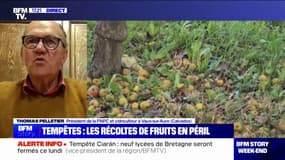 Tempêtes: les récoltes de fruits en péril