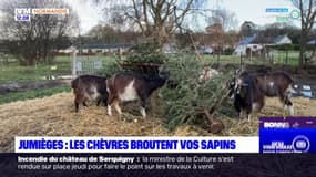 Seine-Maritime: après les fêtes, les chèvres broutent les sapins de noël à Jumièges