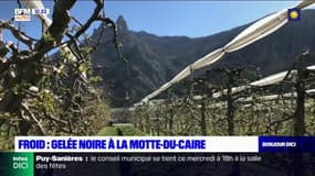 Vague de froid: d'importants dégâts dans les vergers des Alpes du Sud