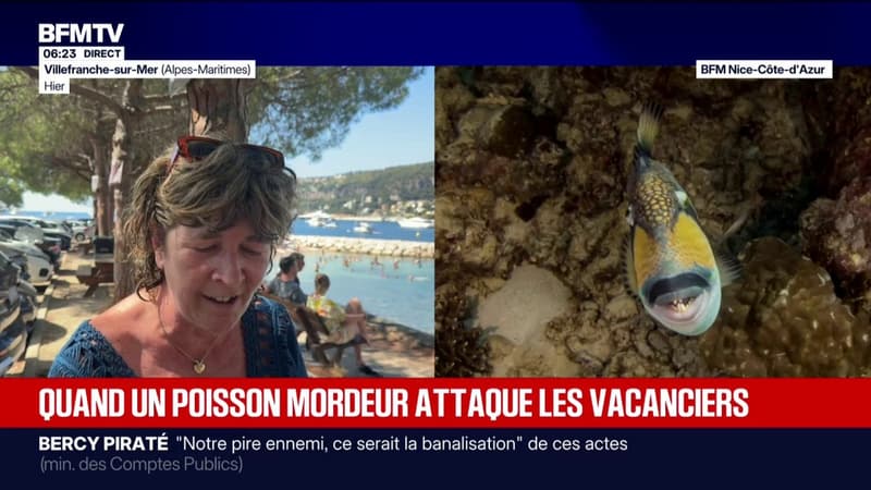 Alpes-Maritimes: les baigneurs confrontés au baliste, surnommé le "poisson mordeur"