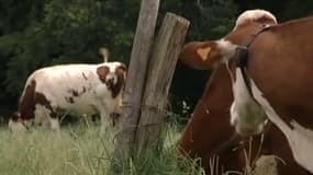 Des vaches laitières, dans le Doubs.