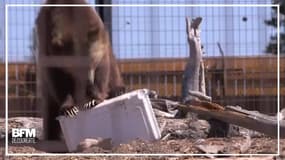 Etats-Unis: cette entreprise fait tester des poubelles et des glacières par des ours 