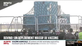 Dermatose nodulaire contagieuse: "750.000 bovins vaccinés" dans les prochaines semaines