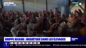 Rhône: la grippe aviaire inquiète dans les élevages