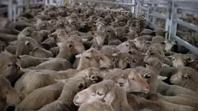 Des moutons agonisants dans un cargo 