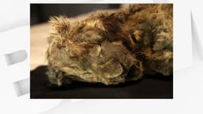 Le lionceau femelle Sparta, retrouvé en Sibérie, âgée de 28.000 ans