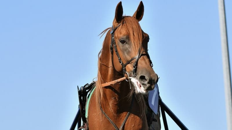 Valzer Di Poggio vise une qualification pour le Prix d'Amérique