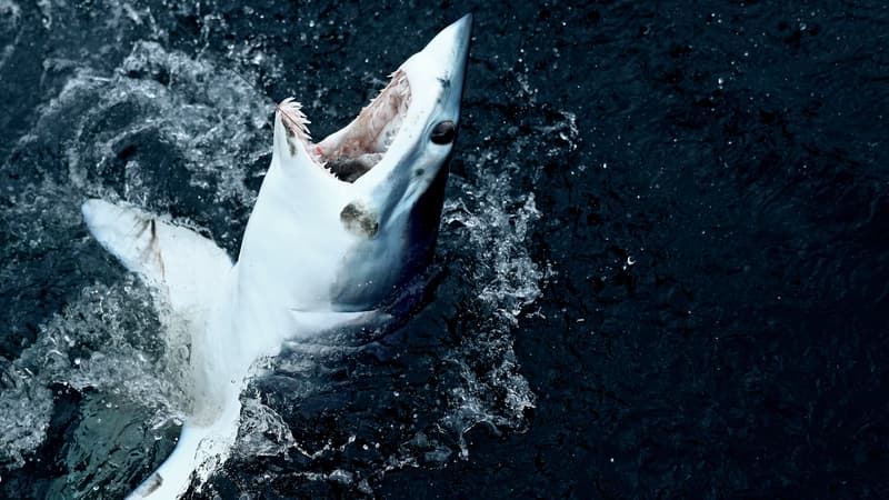 Photo d'un requin-taupe bleu tout juste pêché au Massachusetts, Etats-Unis, le 15 juillet 2017.