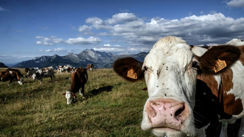 Réchauffement climatique: un complément alimentaire pour limiter les émissions de méthane des vaches