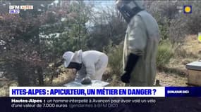 Hautes-Alpes: apiculteur, un métier en danger?