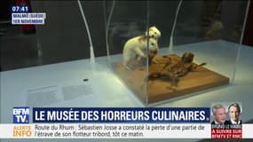 Pénis de taureau, vin de souris, fromage aux asticots... Ce musée présente les pires horreurs culinaires