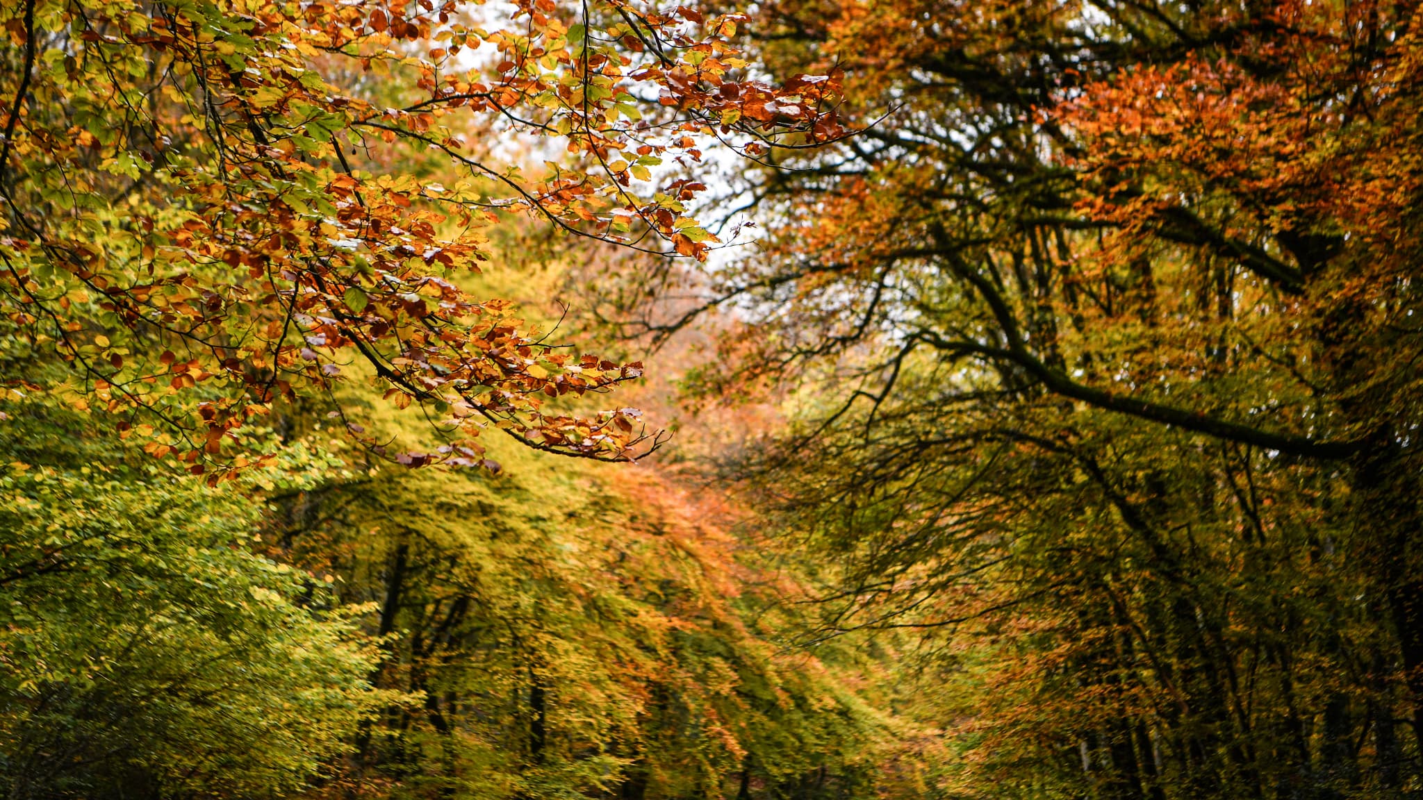 La forêt du Mont Beuvray, dans le Morvan, le 4 novembre 2021 (illustration) La forêt du Mont Beuvray, dans le Morvan, le 4 novembre 2021 (illustration)