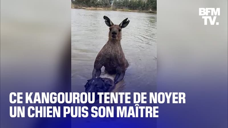 Australie: ce kangourou tente de noyer un chien puis son maître