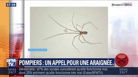 Pompiers : un appel pour une araignée