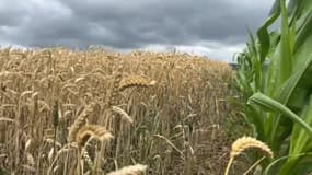 Les agriculteurs des Hauts-de-France sont inquiets pour les récoltes de blé en raison du dérèglement climatique